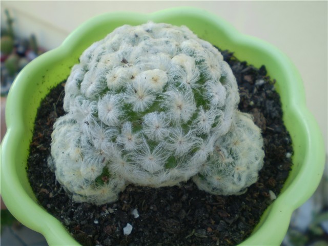 kaktus
